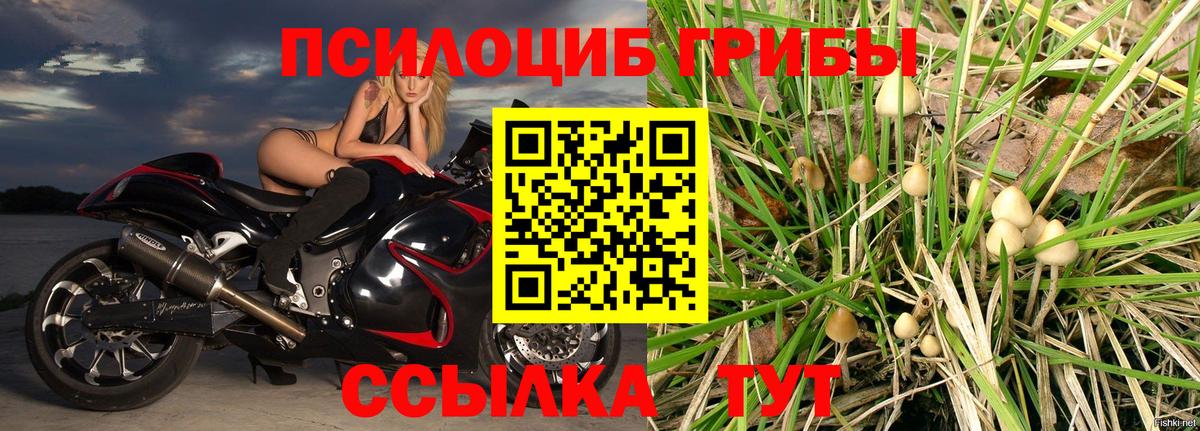 Псилоцибиновые грибы MAGIC MUSHROOMS  Вход с VPN  Галлюциногенные грибы Psilocybe  как найти закладки  Анжеро-Судженск 